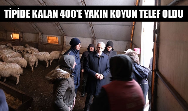 TİPİDE KALAN 400'E YAKIN KOYUN TELEF OLDU