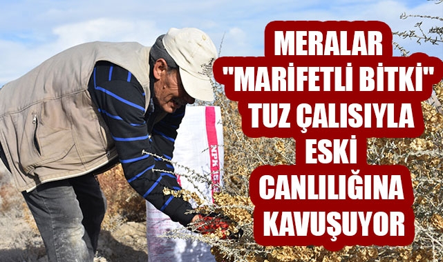 MERALAR "MARİFETLİ BİTKİ" TUZ ÇALISIYLA ESKİ CANLILIĞINA KAVUŞUYOR