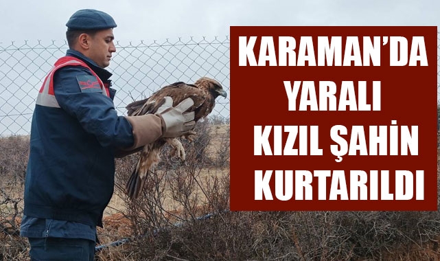 KARAMAN’DA YARALI KIZIL ŞAHİN KURTARILDI