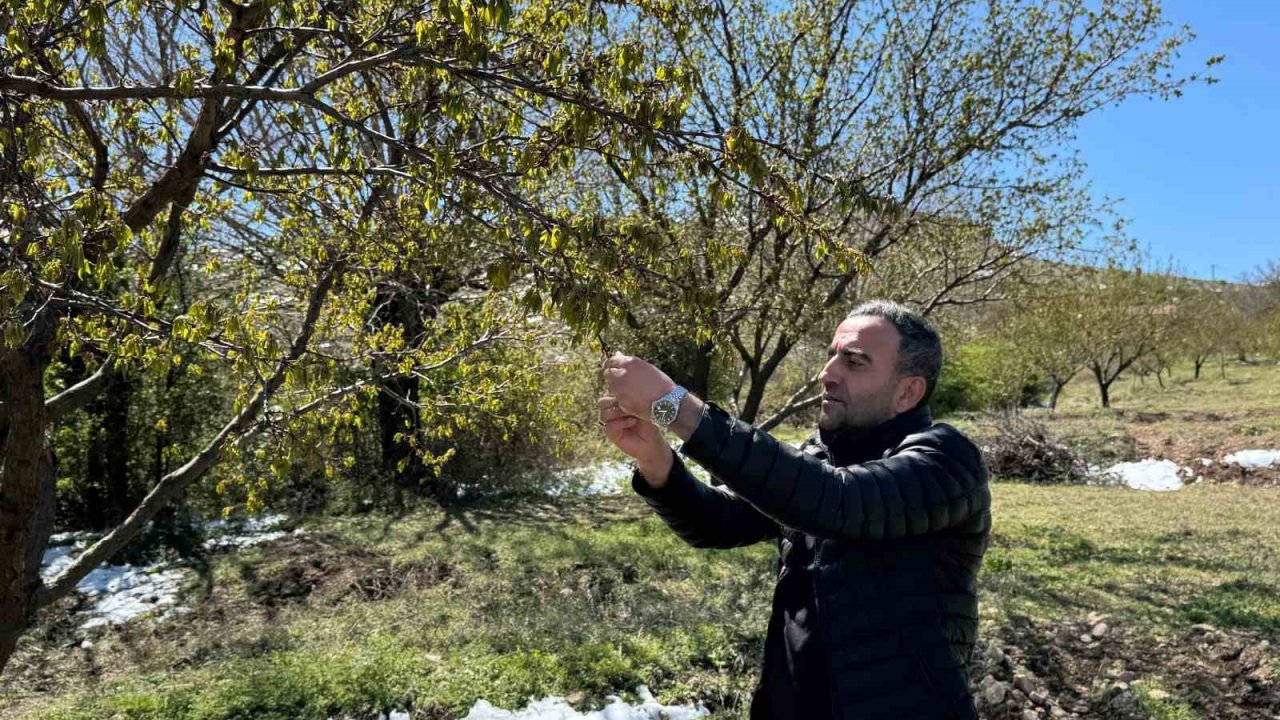 Akçadağ’da Zirai Don Kayısıyı Vurdu