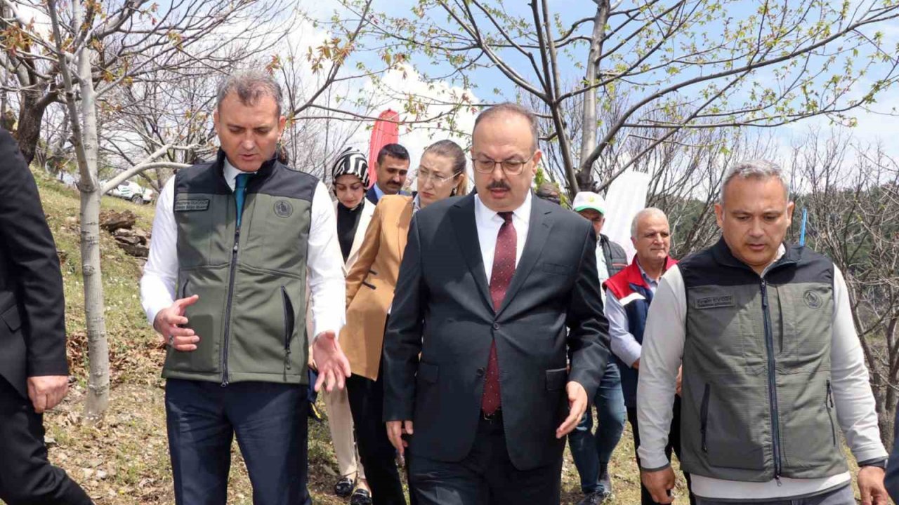 Aydın’da Kestane Zararlısına Karşı Biyolojik Mücadele